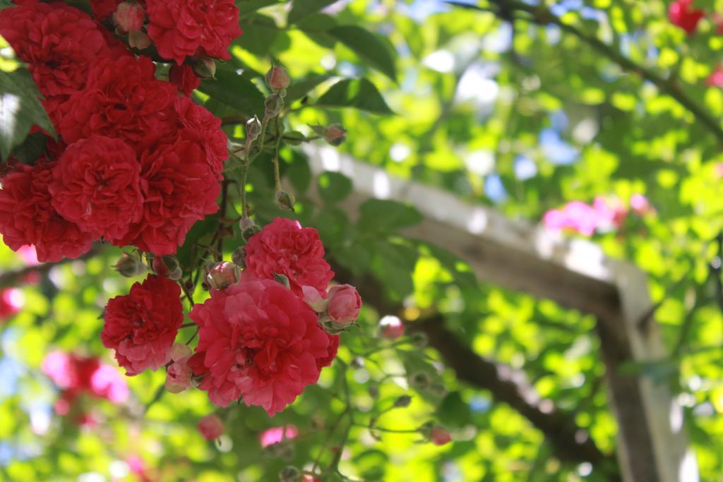 Apart Rose Garden San Martín de los Andes Eksteriør billede