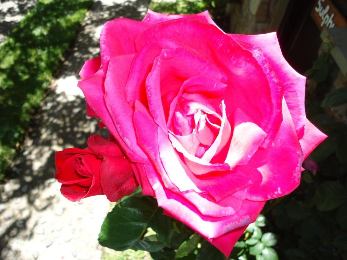 Apart Rose Garden San Martín de los Andes Eksteriør billede